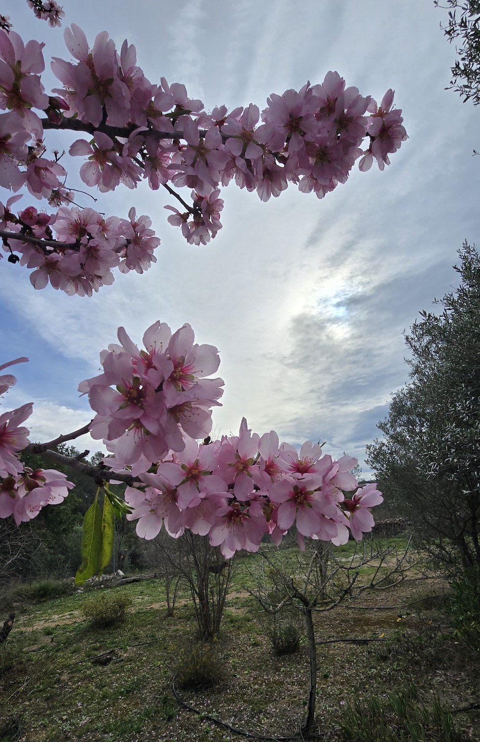 Hola España, ya vengo!