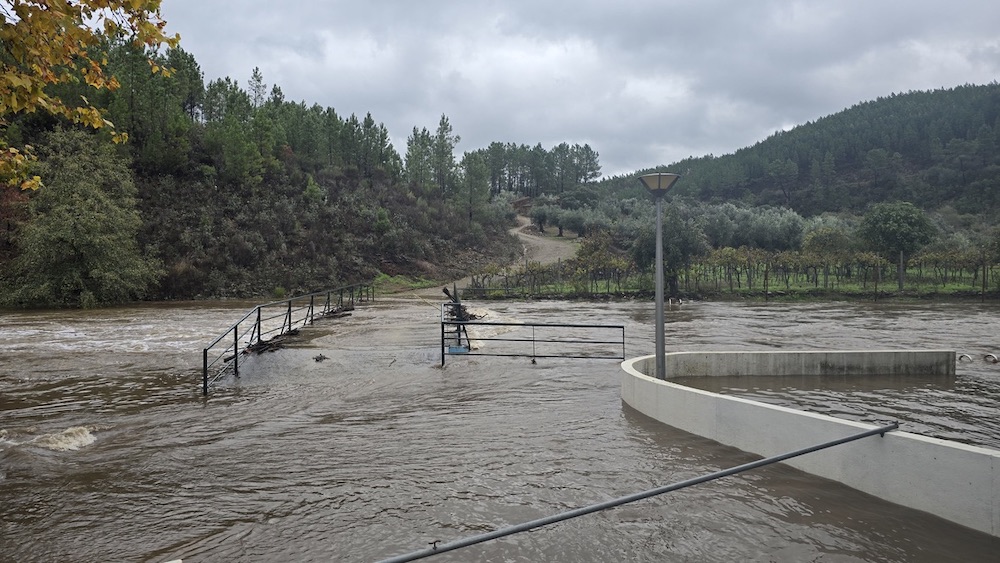 Olivenernte und Bolo Rei